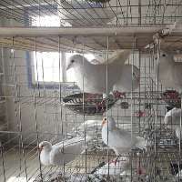 大庆市萨尔图区翔羽肉鸽养殖中心 哈尔滨肉鸽养殖场|齐齐哈尔肉鸽养殖场|黑龙江肉鸽养殖场