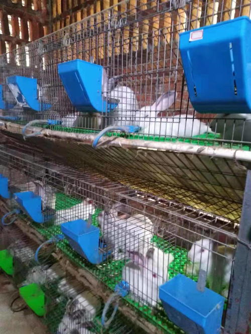 大型养兔场的养殖保健秘方