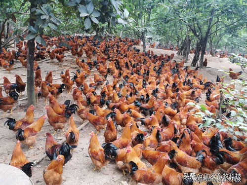 部分发酵饲料养殖阉鸡降低饲料成本明显,是提高经济效益的有效途径