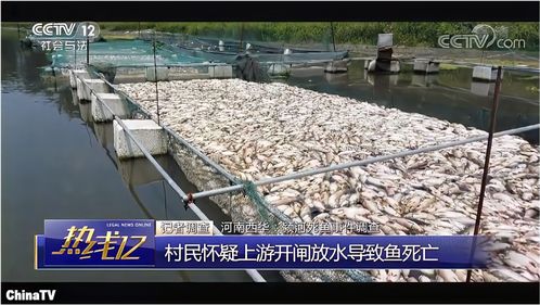 触目惊心 河南颍河数万斤养殖鱼一下午死光,官方回应令人迷惑
