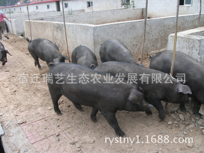 土猪养殖 散养黑土猪 瑞艺公司土猪苗适合山林养殖稻糠养殖黑猪