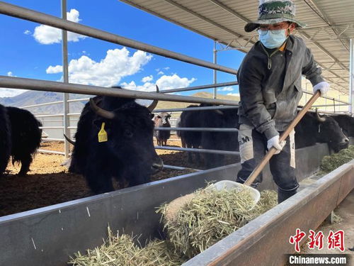 以科技促发展 西藏林周县牦牛养殖从 靠天养 走向 科学养