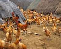 本地鸡、土鸡养殖-辰溪县城郊乡牛溪村土鸡养殖场