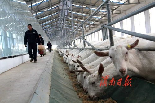 富平县3000只良种奶山羊养殖基地已建成