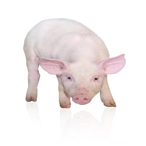 大量供应 肉猪养殖技术 仔猪苗价格 白猪养殖厂家