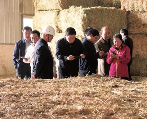 宁夏:低蛋白日粮让肉牛养殖节本又增效