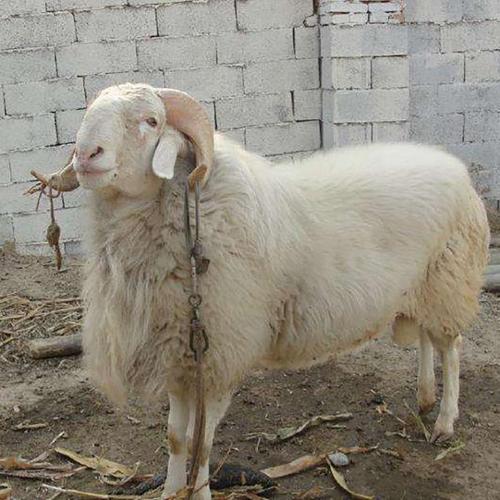 小尾寒羊孕羊 高质量小尾寒羊种公羊 三友 高质量肉羊养殖小尾寒羊